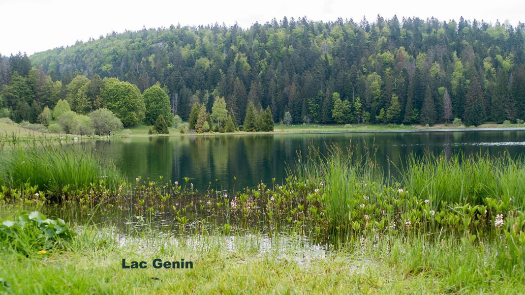 Lac genin